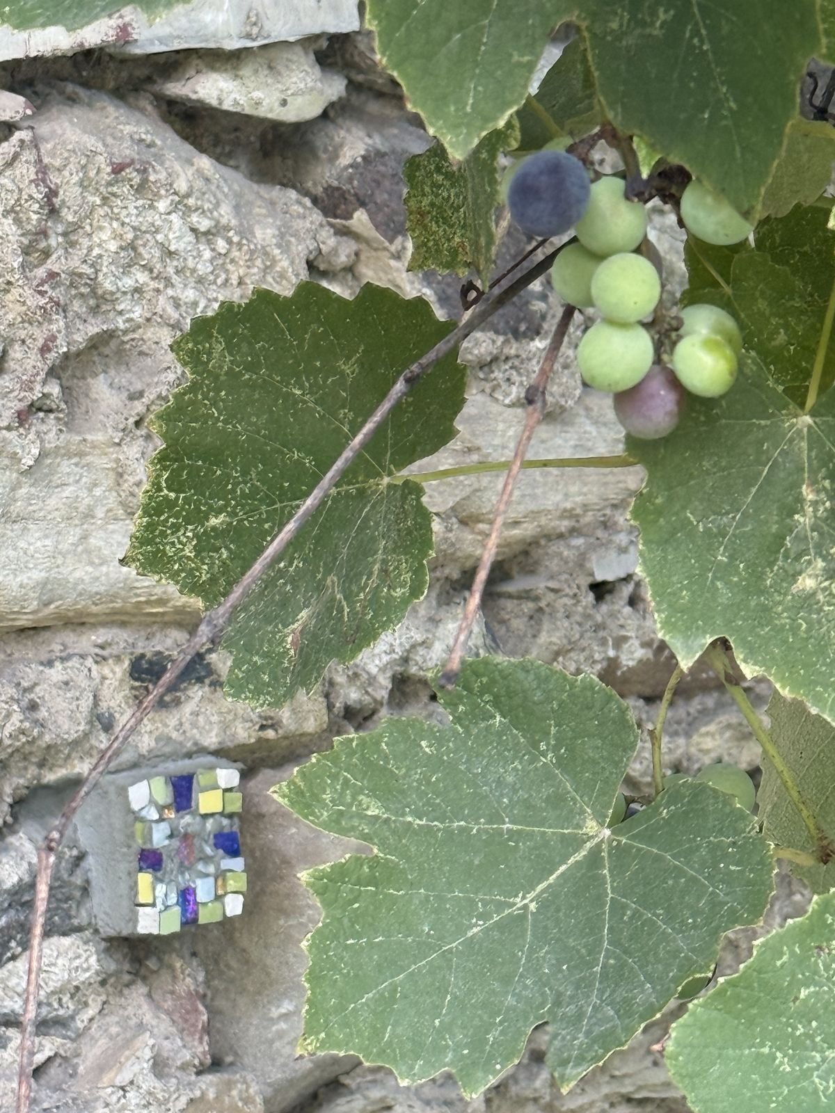 La prima semina di Tessera Mundi: la tessera sul muro a secco fra la vite e l'uva, all'ingresso dell'atelier di Rancate